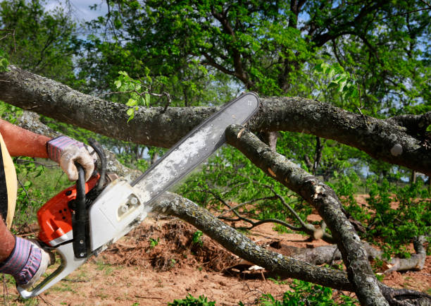 How Our Tree Care Process Works  in  Sarcoxie, MO